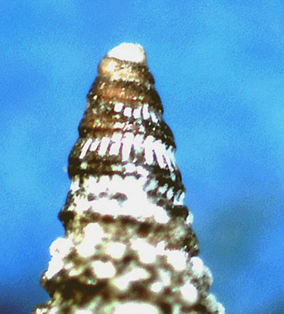 Similiphora similior ?